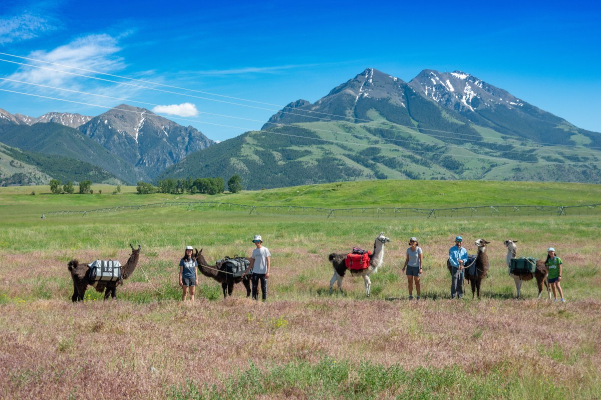 Yellowstone Wildlife: America’s&nbsp;Serengeti